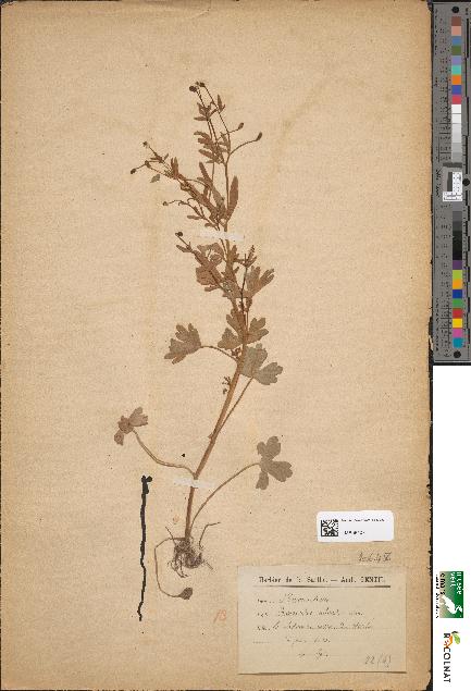 spécimen de Ranunculus sceleratus