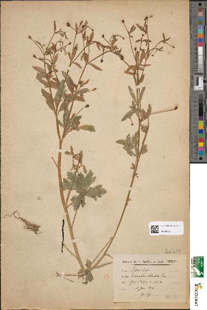 spécimen de Ranunculus sceleratus