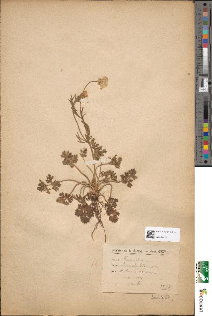 spécimen de Ranunculus bulbosus