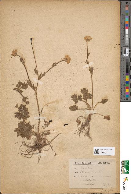 spécimen de Ranunculus bulbosus