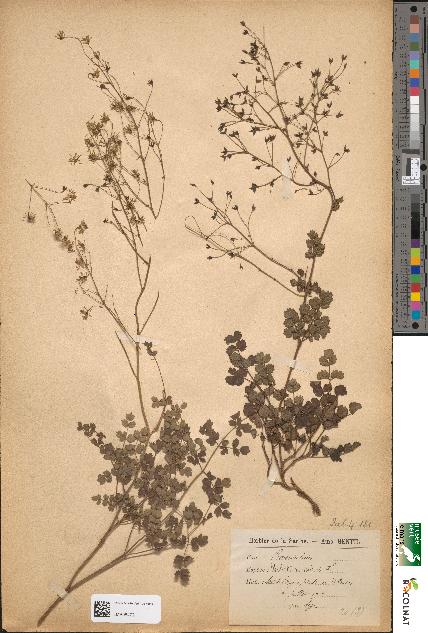 spécimen de Thalictrum minus