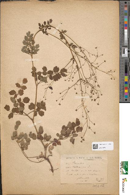 spécimen de Thalictrum minus