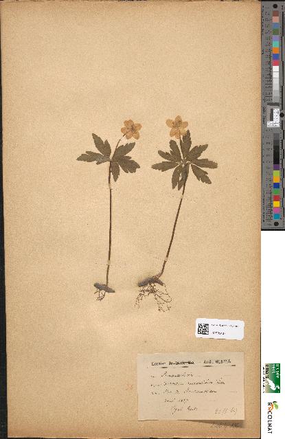 spécimen de Anemone ranunculoides