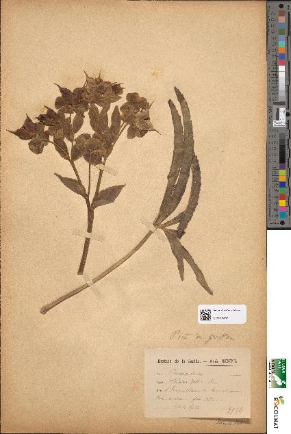 spécimen de Helleborus foetidus