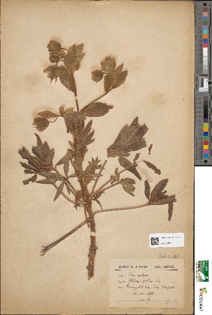 spécimen de Helleborus foetidus