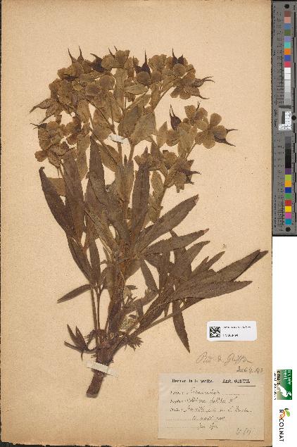 spécimen de Helleborus foetidus