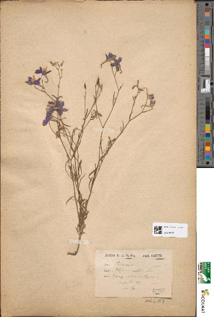 spécimen de Delphinium consolida