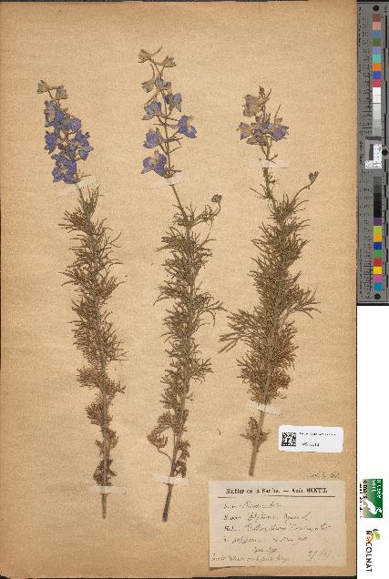 spécimen de Delphinium ajacis