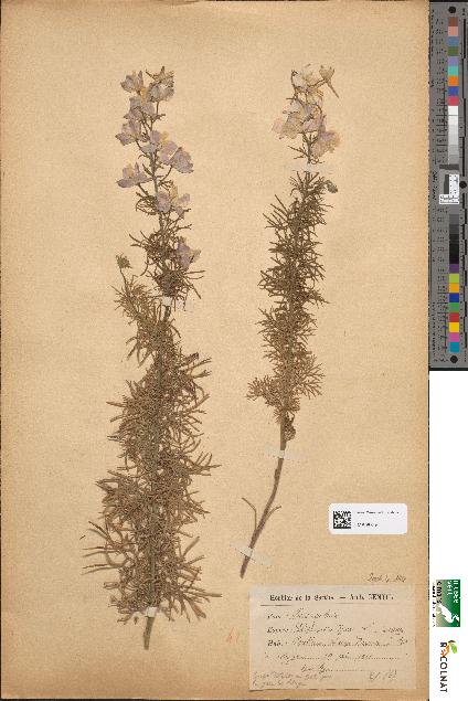 spécimen de Delphinium ajacis