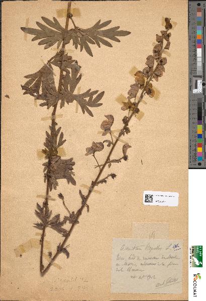 spécimen de Aconitum napellus