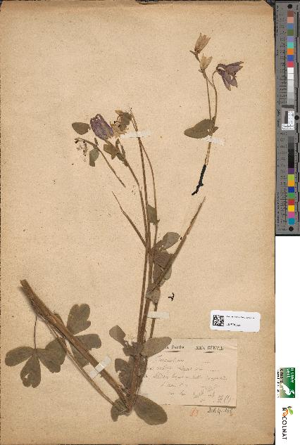 spécimen de Aquilegia vulgaris