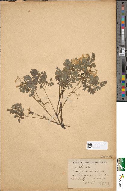 spécimen de Corydalis ochroleuca