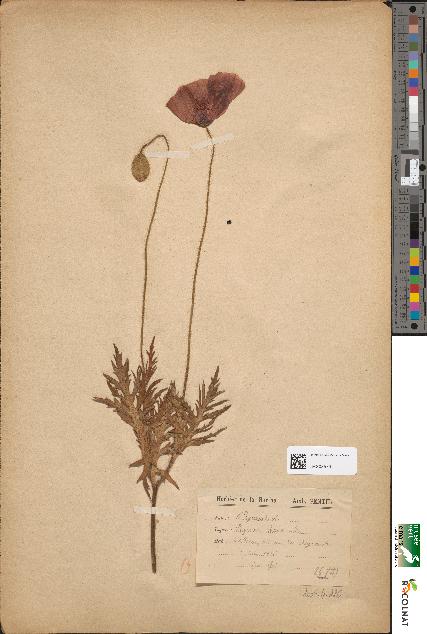 spécimen de Papaver rhoeas