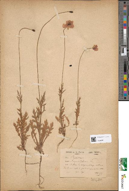 spécimen de Papaver dubium