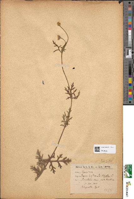 spécimen de Papaver hispidum