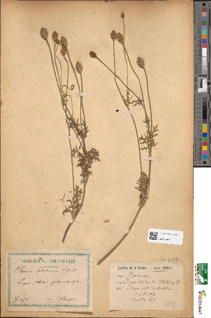 spécimen de Papaver hispidum