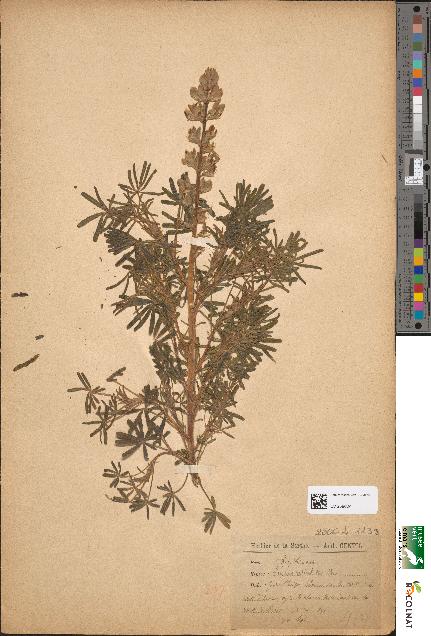 spécimen de Lupinus reticulatus