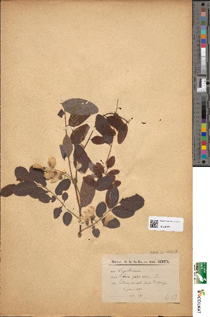 spécimen de Robinia pseudoacacia