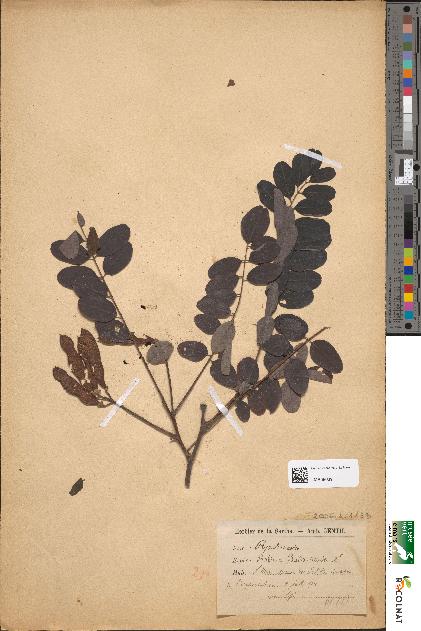 spécimen de Robinia pseudoacacia