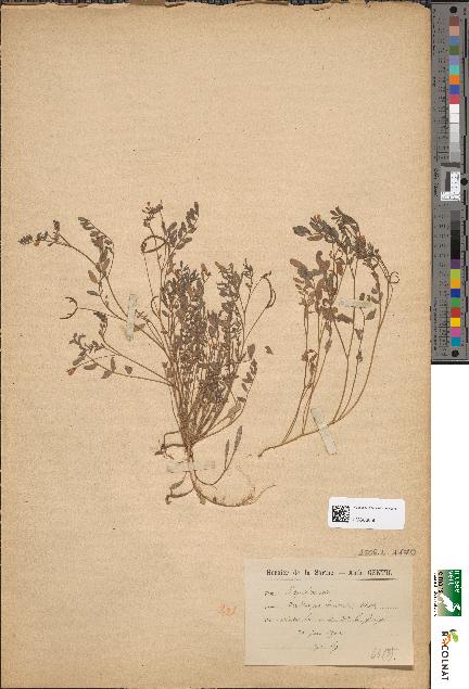spécimen de Ornithopus ebracteatus