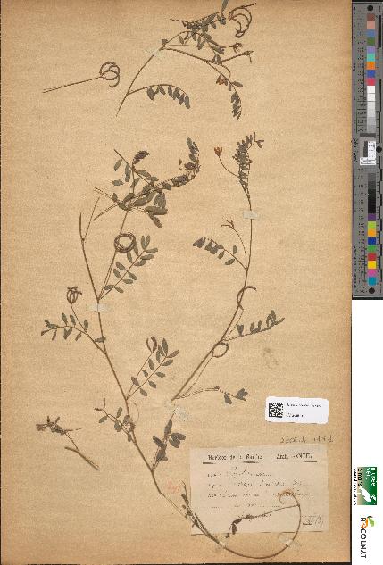 spécimen de Ornithopus ebracteatus