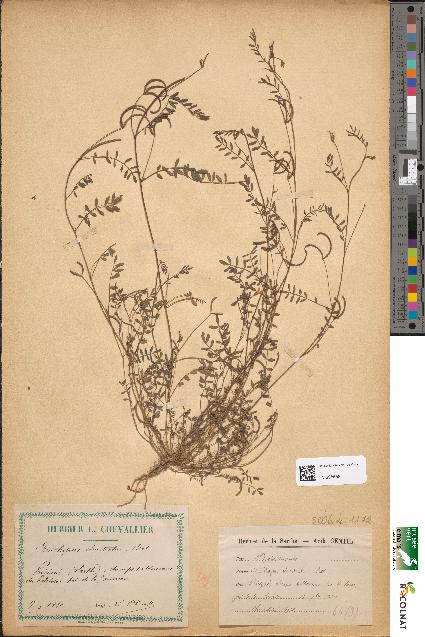 spécimen de Ornithopus ebracteatus