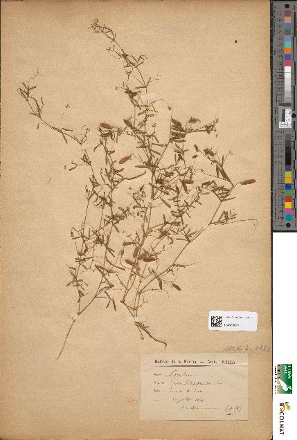 spécimen de Ervum tetraspermum