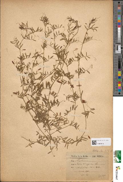 spécimen de Ervum tetraspermum