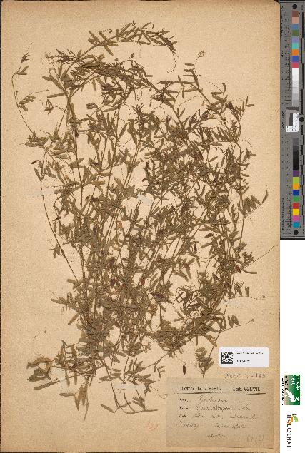 spécimen de Ervum tetraspermum