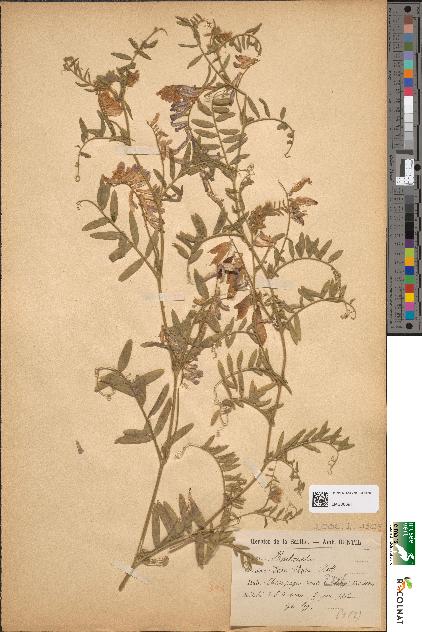 spécimen de Vicia villosa