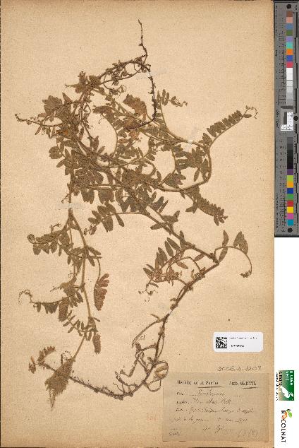 spécimen de Vicia villosa