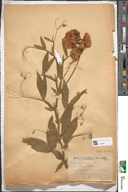 spécimen de Lathyrus latifolius