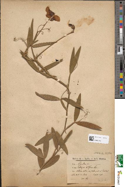 spécimen de Lathyrus latifolius