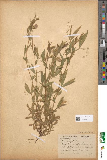 spécimen de Lathyrus cicera