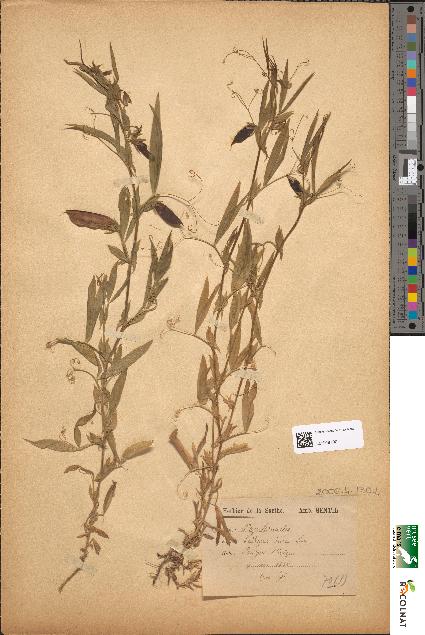 spécimen de Lathyrus cicera