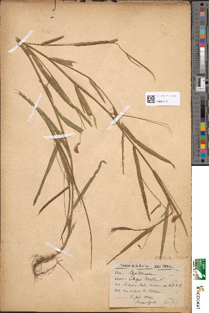 spécimen de Lathyrus nissolia