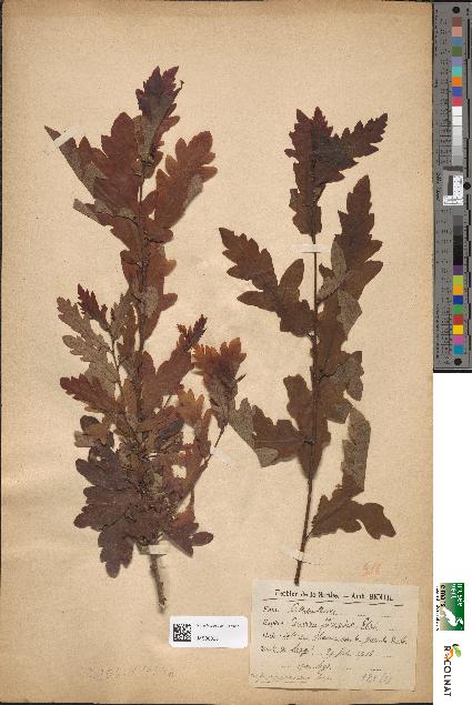 spécimen de Quercus pedunculata