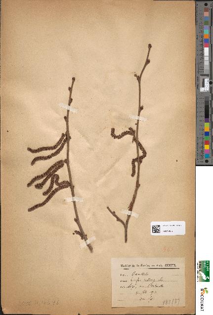 spécimen de Corylus avellana