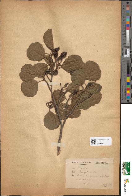 spécimen de Alnus glutinosa