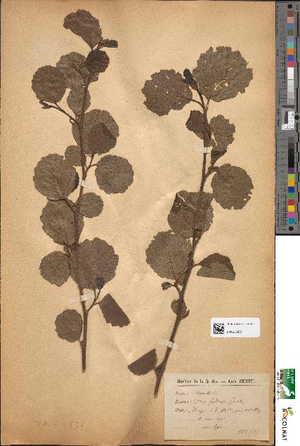 spécimen de Alnus glutinosa
