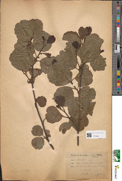spécimen de Alnus glutinosa