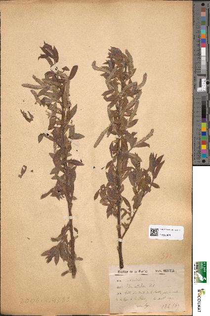 spécimen de Salix undulata