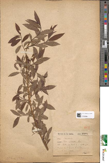 spécimen de Salix undulata