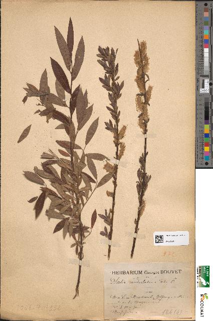 spécimen de Salix undulata