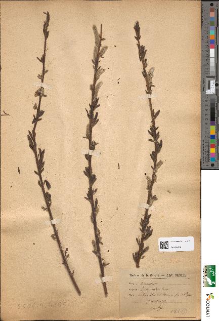 spécimen de Salix × rubra
