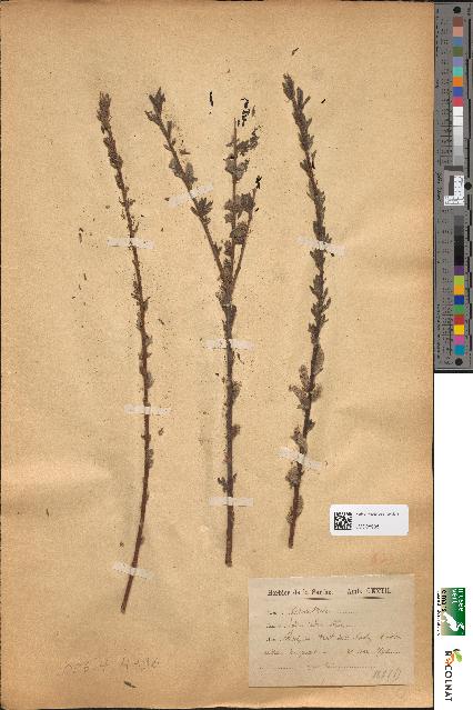 spécimen de Salix × rubra