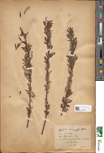 spécimen de Salix × rubra