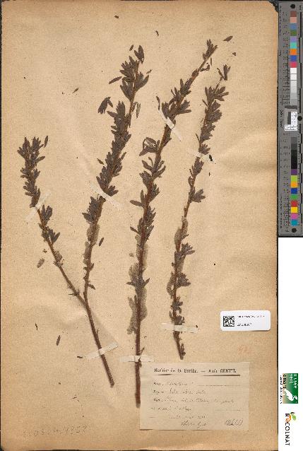 spécimen de Salix × rubra