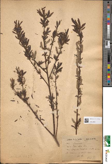 spécimen de Salix × rubra
