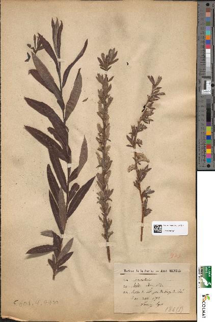 spécimen de Salix × rubra